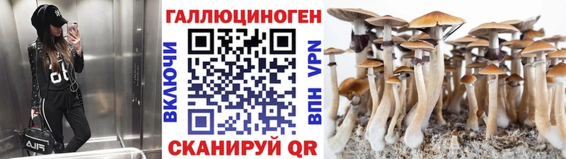магазин продажи   кракен вход  Псилоцибиновые грибы Psilocybe  Димитровград 